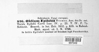 Oidium epilobii image